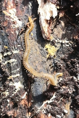 Henia vesuviana