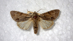 Acronicta psi