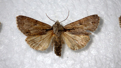 Acronicta psi
