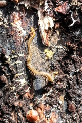 Henia vesuviana
