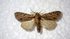 Acronicta psi