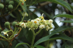 Solanum oblongifolium