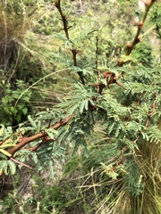 Vachellia astringens