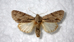 Acronicta psi