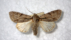 Acronicta psi