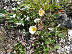 Dryas sumneviczii