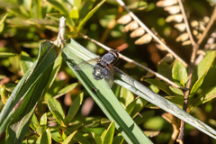 Calliphora nigribarbis