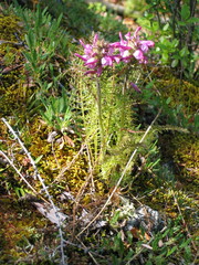 Pedicularis rubens