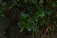 Muehlenbeckia tamnifolia