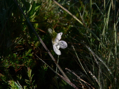 Viola lactea