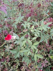 Rosa chinensis