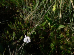 Viola lactea