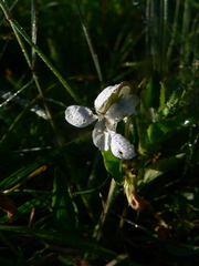 Viola lactea