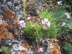 Gypsophila sambukii