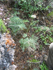 Phlojodicarpus sibiricus