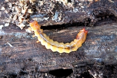 Pyrochroa serraticornis