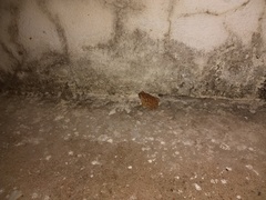 Duttaphrynus melanostictus