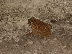 Duttaphrynus melanostictus