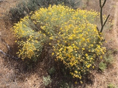 Psilostrophe cooperi