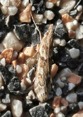 Eudonia angustea