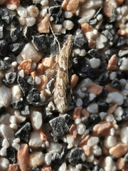 Eudonia angustea