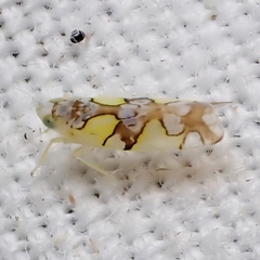 Protalebrella conica