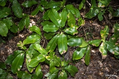 Acronychia wilcoxiana