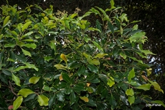 Syzygium hemilamprum