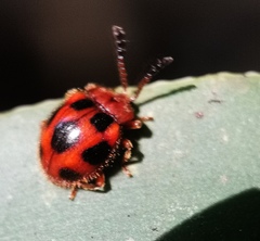Stenotarsus pardalis