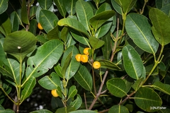 Acronychia imperforata