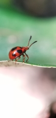 Stenotarsus pardalis