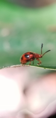 Stenotarsus pardalis