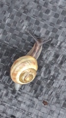 Cepaea hortensis