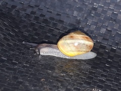 Cepaea hortensis