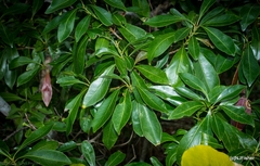 Planchonella chartacea