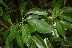Planchonella chartacea