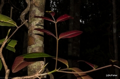 Flindersia bennettii