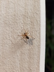Araneae