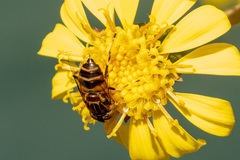 Eristalinus quinquestriatus