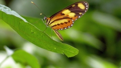 Mechanitis lysimnia nesaea