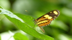 Mechanitis lysimnia nesaea