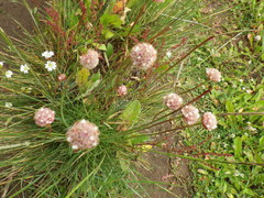 Armeria curvifolia