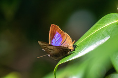 Arhopala bazalus