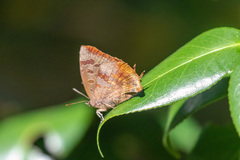 Arhopala bazalus