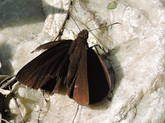 Ancistroides nigrita