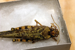 Angaracris barabensis