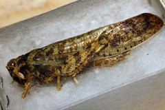 Angaracris barabensis