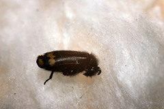 Hycleus atratus