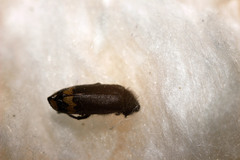 Hycleus atratus