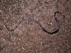 Oxyrhopus melanogenys